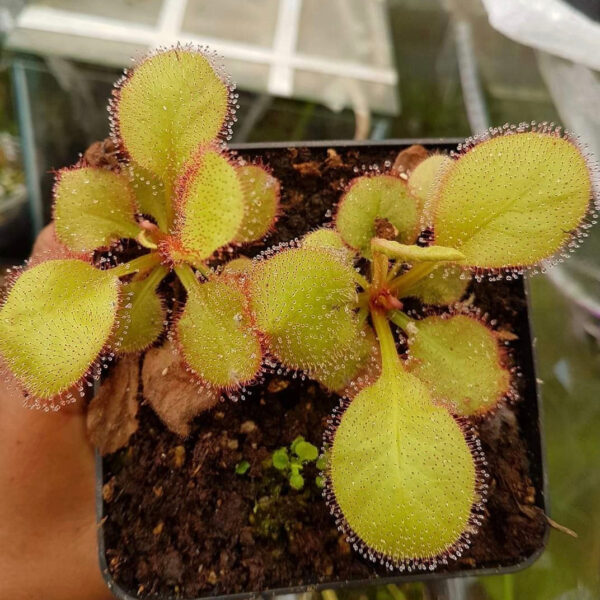 仙女座毛氈苔茅膏菜 Drosera cv. 'Andromeda'：圖片 3