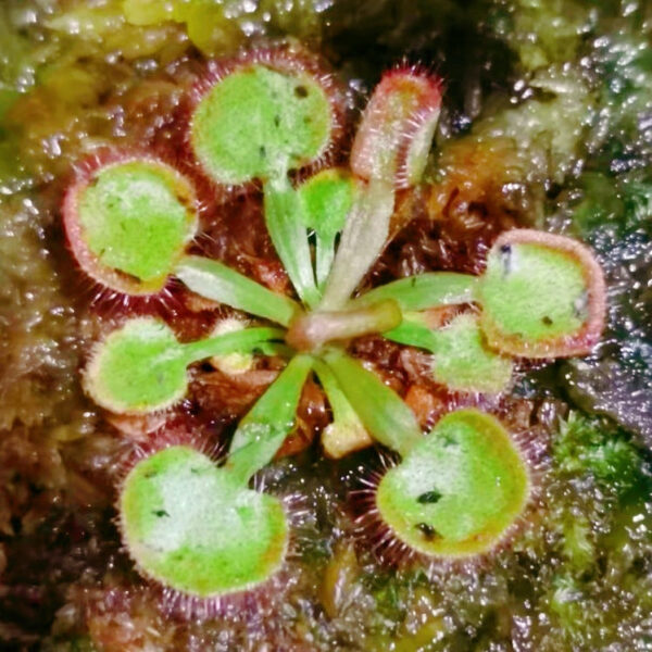 大肉餅毛氈苔茅膏菜 Drosera falconeri：圖片 2