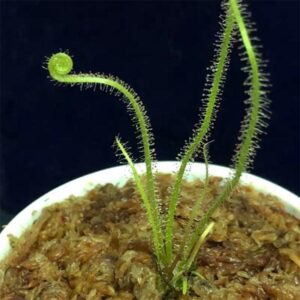 絲葉毛氈苔茅膏菜 Drosera filiformis var.tracyi
