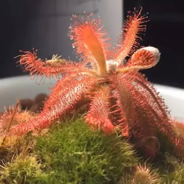 格拉莫哥毛氈苔茅膏菜 Drosera graomogolensis