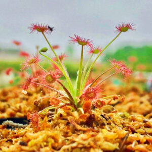 紅孔雀毛氈苔茅膏菜 Drosera paradoxa