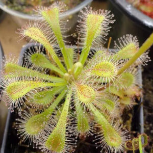斯奈德瑞茅膏菜 Drosera X 'Snyderi'