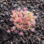 詹姆斯毛氈苔茅膏菜 Drosera x Sidjamesii