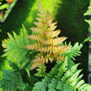 紅蓋鱗毛蕨 Dryopteris erythrosora 'Brilliance' Autumn Fern