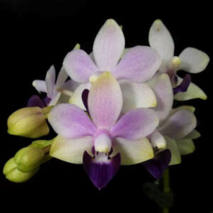 蓝宝石朵丽蝶兰 Moth Orchid (Dtps. Tzu Chiang Sapphire)