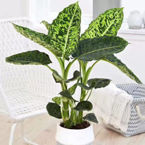 花葉黛粉葉 Dumb Cane (Dieffenbachia 'Reflector')