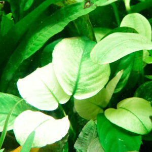 花葉小榕 (無菌)