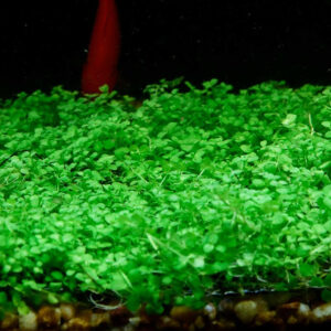 爬地矮珍珠 (無菌)