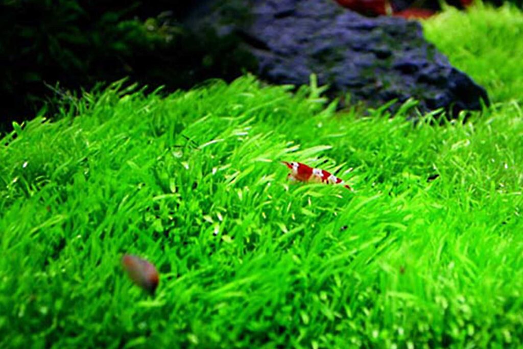 長葉狸藻Utricularia longifolia