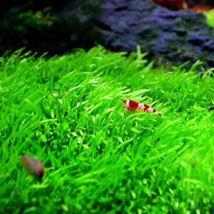 長葉狸藻Utricularia longifolia