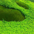 挖耳草 Utricularia bifida L.