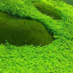 挖耳草 Utricularia bifida L.