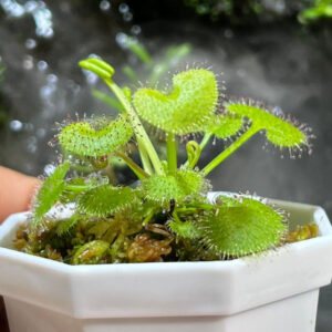 負子愛心毛氈苔茅膏菜 Sundews (Drosera prolifera)