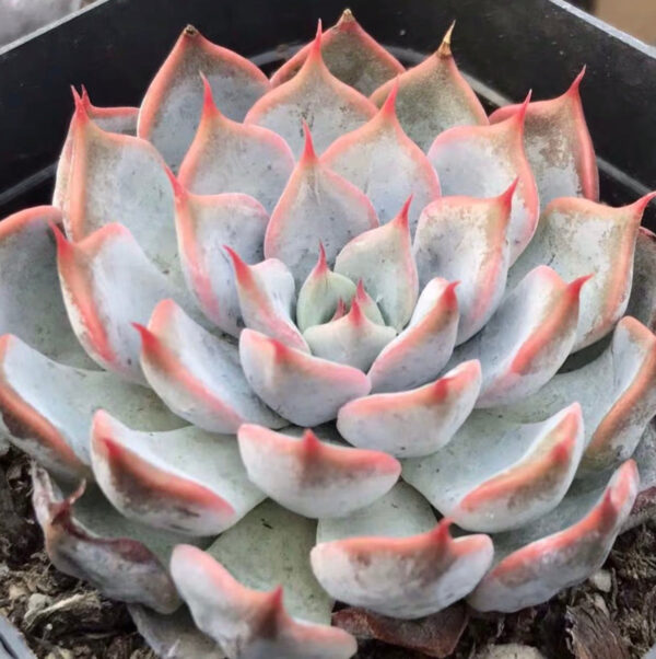 粉爪石蓮花 Echeveria 'Texensis Rosea'