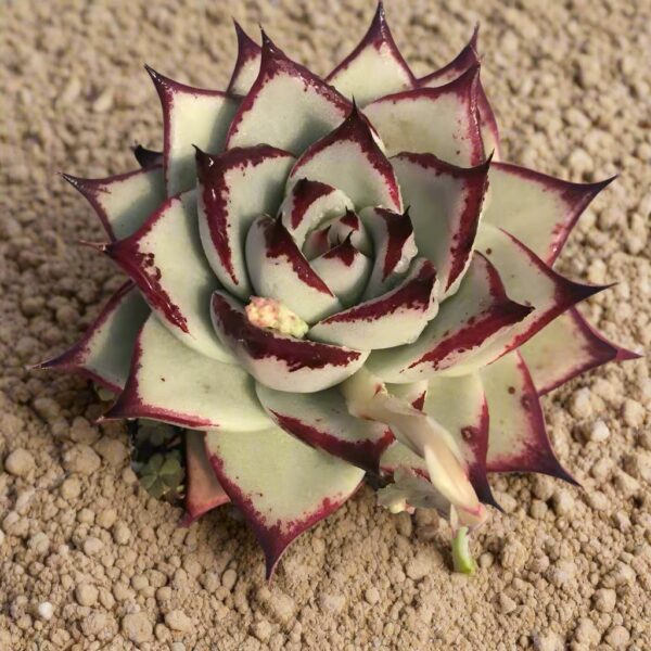 東雲 石蓮花 Ebony (Echeveria agavoides)