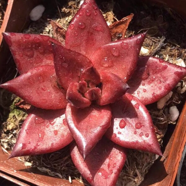 魯賓石蓮花 Echeveria agavoides var. Romeo Rubin