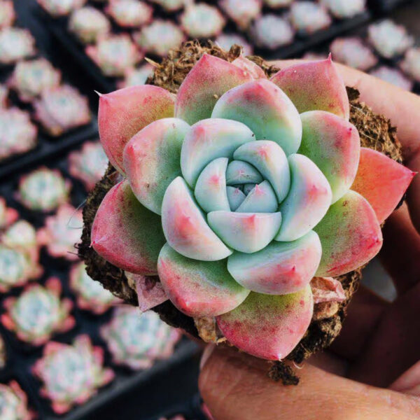 石蓮花阿爾巴比緹 Echeveria 'Alba Beauty'：圖片 2