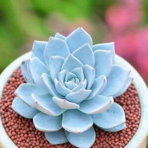 藍鳥石蓮花 Echeveria blue bird