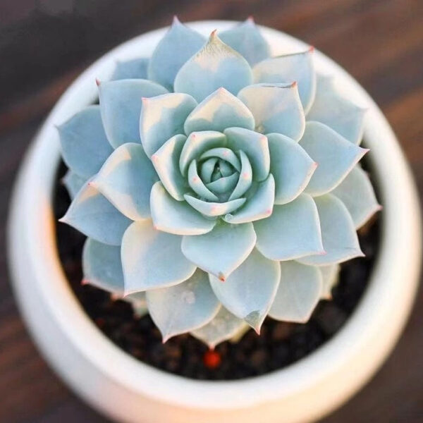 藍鳥石蓮花 Echeveria blue bird：圖片 2