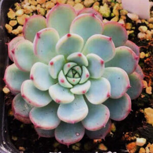 若桃石蓮花 Echeveria blue minima