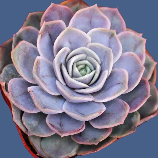 石蓮花藍色驚喜 Echeveria 'Blue Surprise'