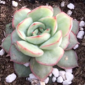 石蓮花織錦 Echeveria californica queen