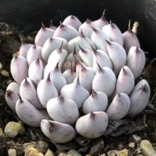 黑爪石蓮花 Echeveria cuspidata var.zaragozae kimnach：圖片 3