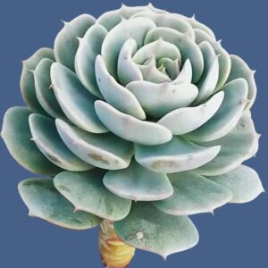 石蓮花雪域 Echeveria 'Deresina'