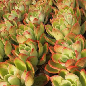 金輝石蓮花 Golden Hens and Chicks (Echeveria 'Golden glow')
