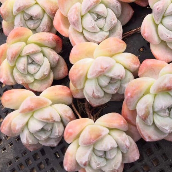 石蓮花冰玉 Echeveria 'Ice Green'：圖片 2