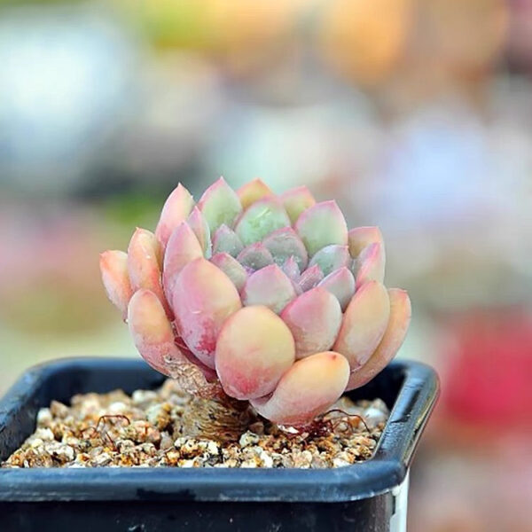 邁達斯國王石蓮花 Echeveria King Midas (3- 4cm)：圖片 3