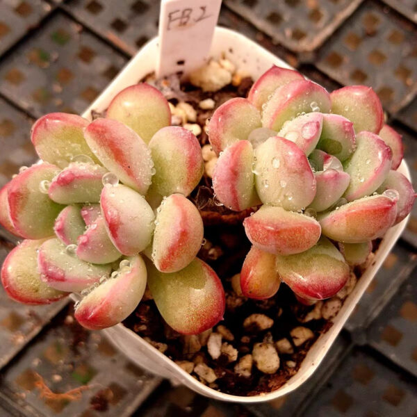 邁達斯國王石蓮花 Echeveria King Midas (3- 4cm)：圖片 2