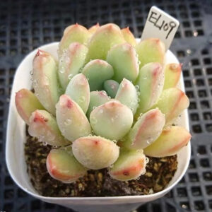 邁達斯國王石蓮花 Echeveria King Midas (3- 4cm)