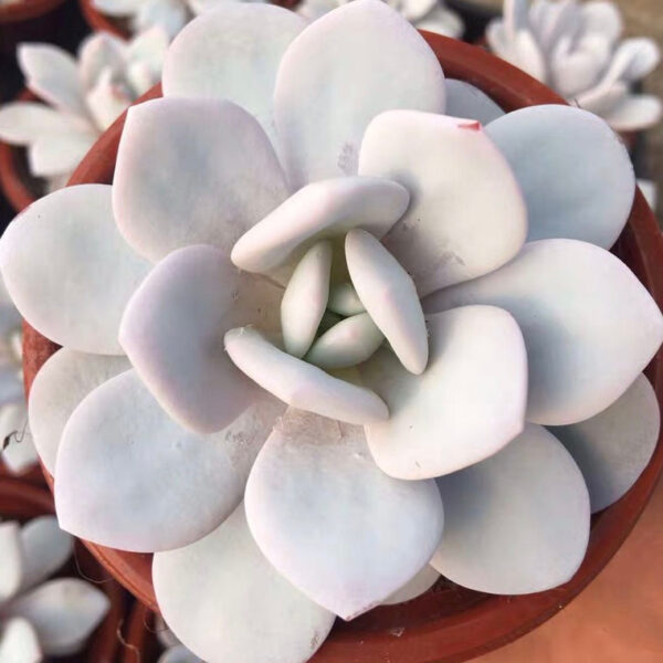 雪蓮石蓮花 Echeveria laui：圖片 2