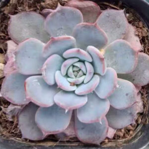 勞倫斯石蓮花 Echeveria laulensis