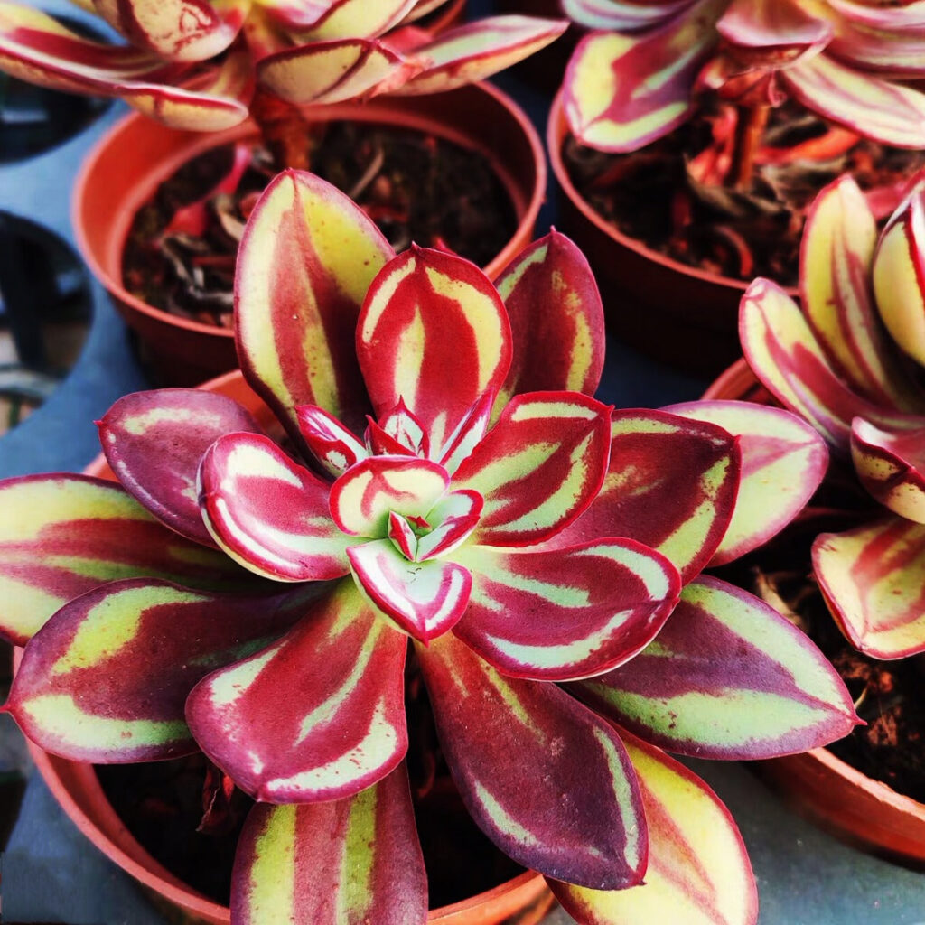 石蓮花紅司 Echeveria nodulosa