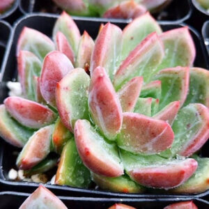 粉香檳石蓮花 Echeveria pink champagne
