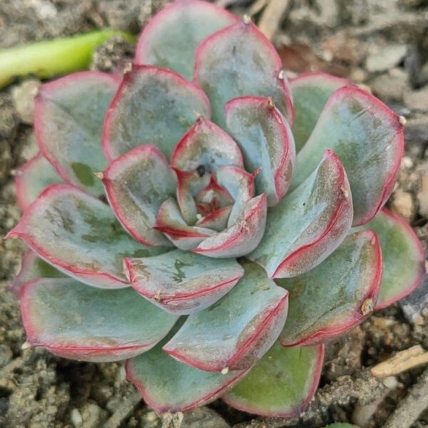 花月夜石蓮花 Echeveria pulidonis：圖片 2