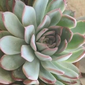花月夜石蓮花 Echeveria pulidonis