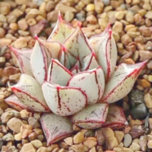 百合錦石蓮花 Echeveria purpusorum white form