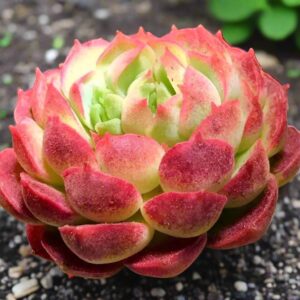 朱砂痣石蓮花 Echeveria red hole