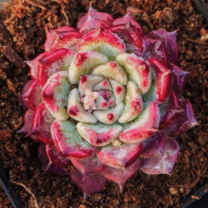 沙羅姬牡丹石蓮花 Echeveria 'Sara Himebotan'