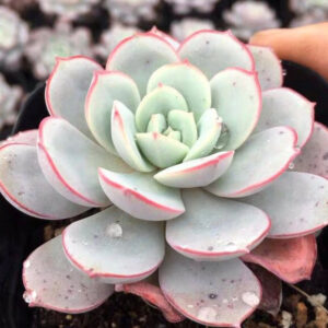石蓮花凌波仙子 Echeveria sbucorymbosa lau