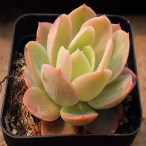 絲綢面紗石蓮花 Echeveria 'Silk Veil'