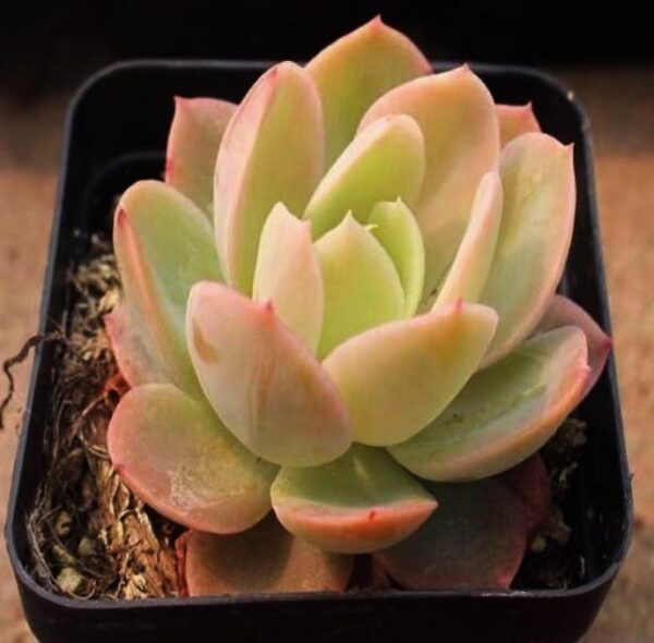 絲綢面紗石蓮花 Echeveria 'Silk Veil'