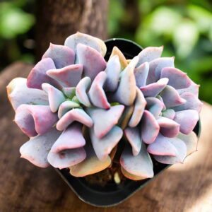 雪精靈石蓮花 Echeveria 'Snow elf'