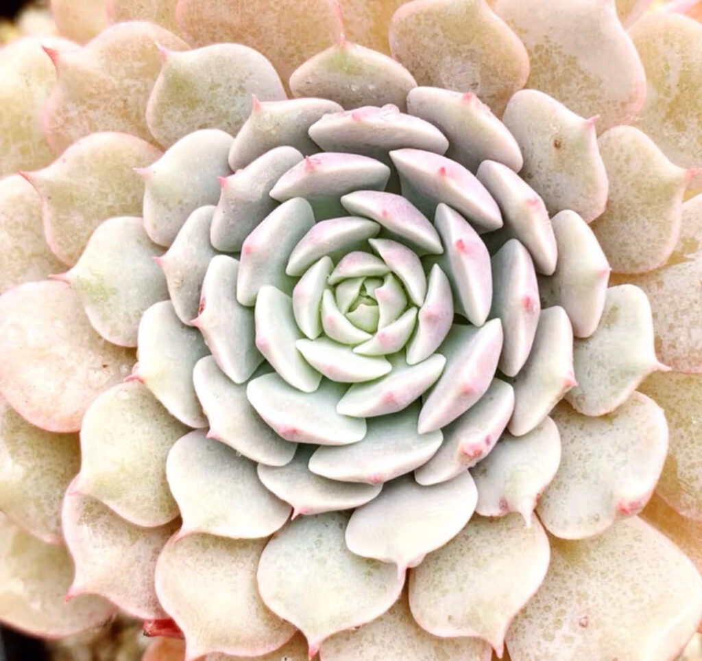 紙風車石蓮花 Echeveria 'Pinwheel'