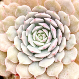 紙風車石蓮花 Echeveria 'Pinwheel'