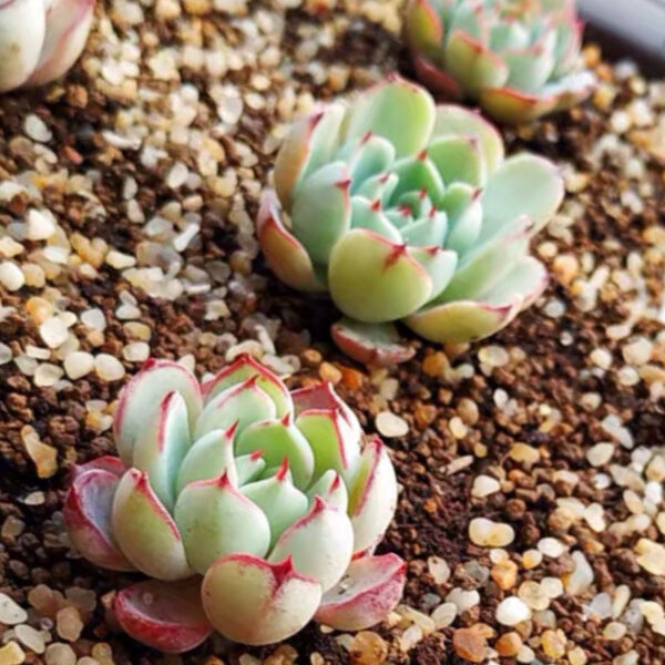 恩西諾石蓮花 Echeveria sp. el encino：圖片 2