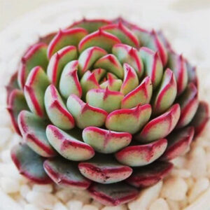 恩西諾石蓮花 Echeveria sp. el encino